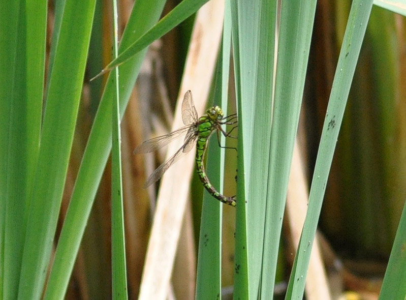 Tutte Aeshna cyanea